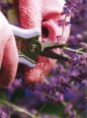 /album/zahradne-naradie-flourish/a9-jpg6/